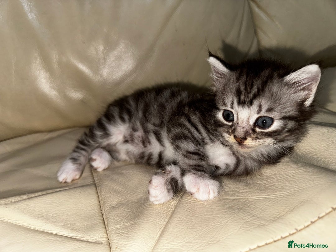 Mixed Breed cats for sale: 4 Male Kittens Available - Image 14