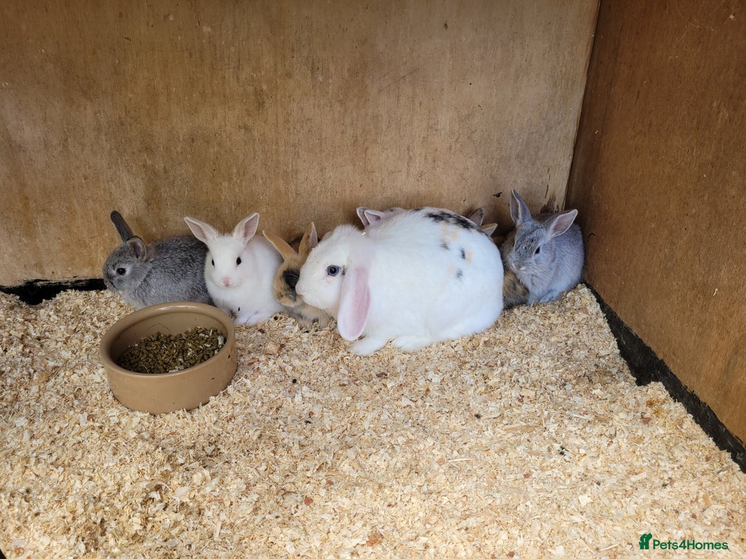 English Lop rabbits for sale: Baby Rabbits 9 available  - Image 6