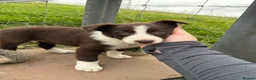 Border Collie dogs for sale: 4 Border Collie ISDS Registered Pups for Sale - Advert 29