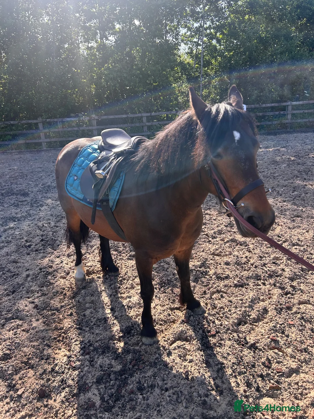 Dartmoor horses for sale: Betty  in Stoke-on-Trent - Advert 5