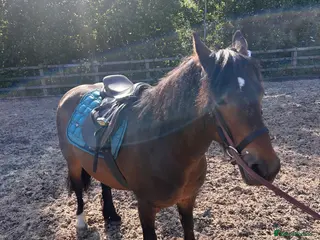 Dartmoor horses Betty - Advert 5