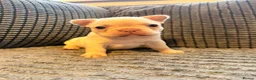 French Bulldog dogs for sale:  Open to offers Beautiful French Bulldog  - Advert 28