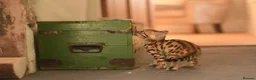Bengal cats for sale: Registered pedigree bengal kittens - Advert 9
