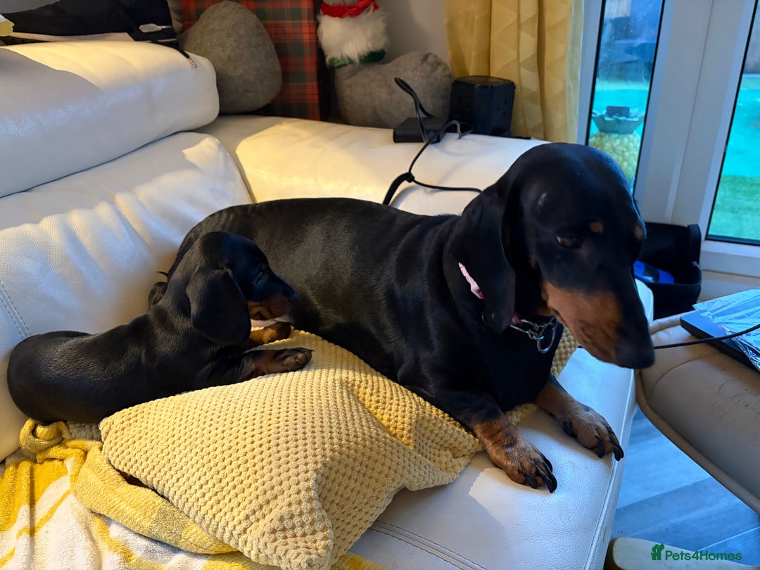 Dachshund dogs for sale: Gorgeous smooth hair black and tan dachshund girl  - Advert 7