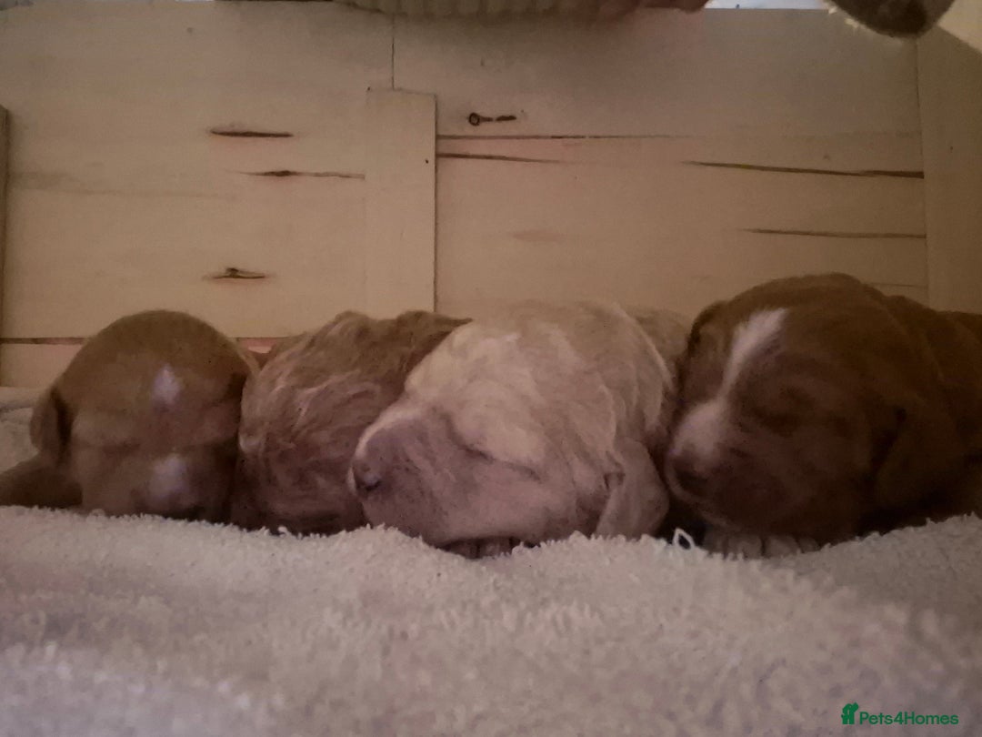 Australian Labradoodle dogs for sale: Australian Labradoodle Puppies  - Advert 18