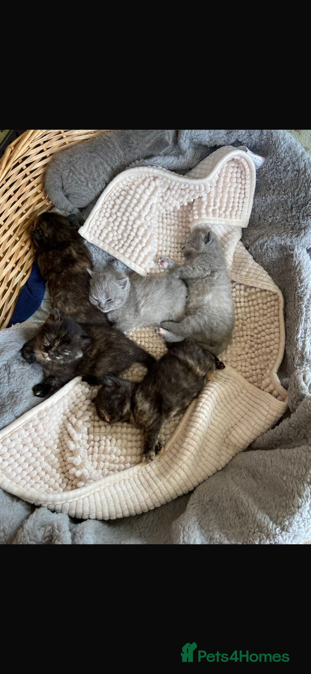 British Shorthair cats for sale: British shorthair kittens available 5 girls left  - Image 12