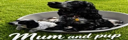 Cocker Spaniel dogs for sale: Show Type Cocker Spaniel Blue Roan - Advert 8