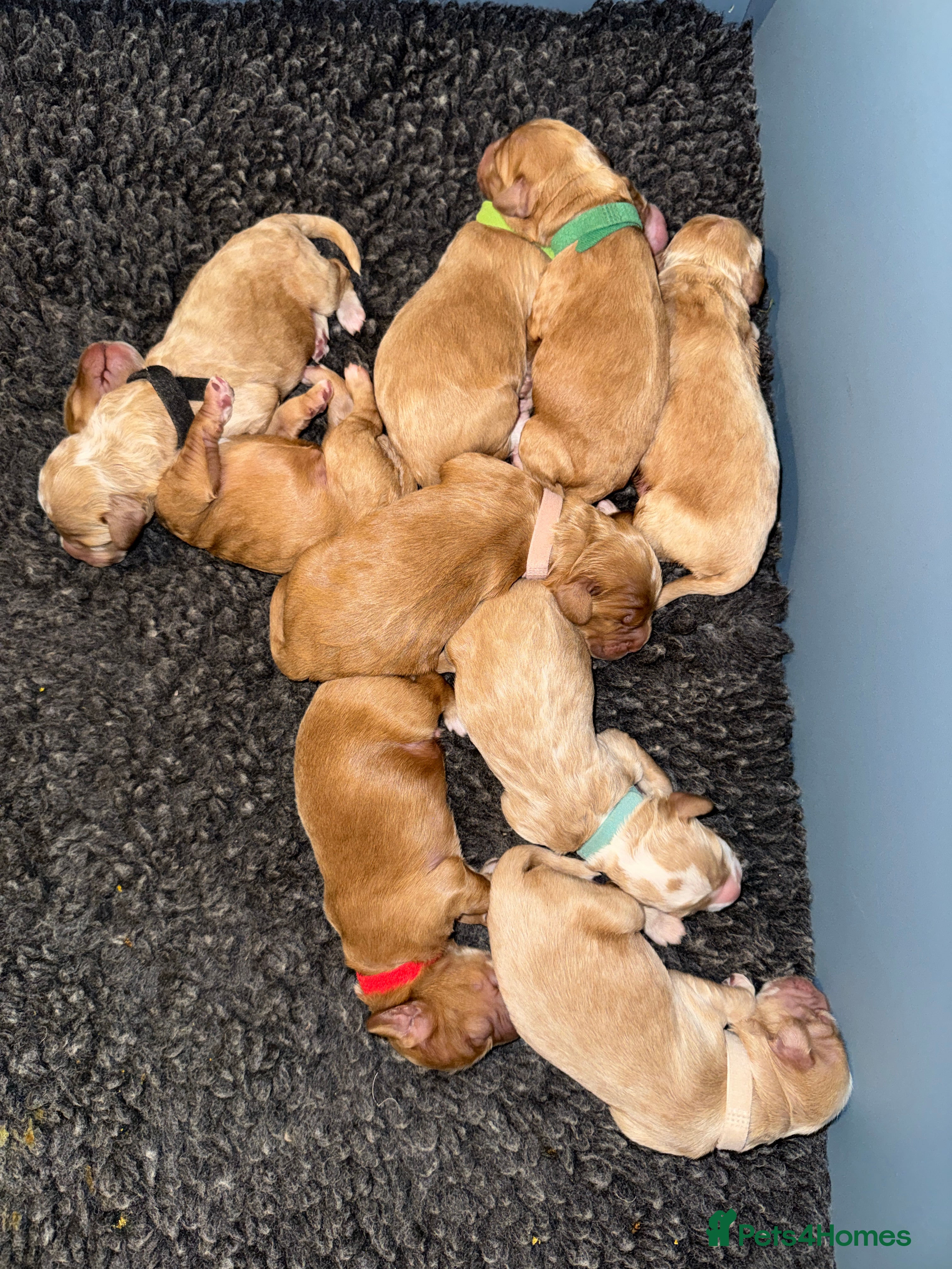 Australian Labradoodle dogs Quality Multigen Australian Labradoodle Puppies  - Advert 1