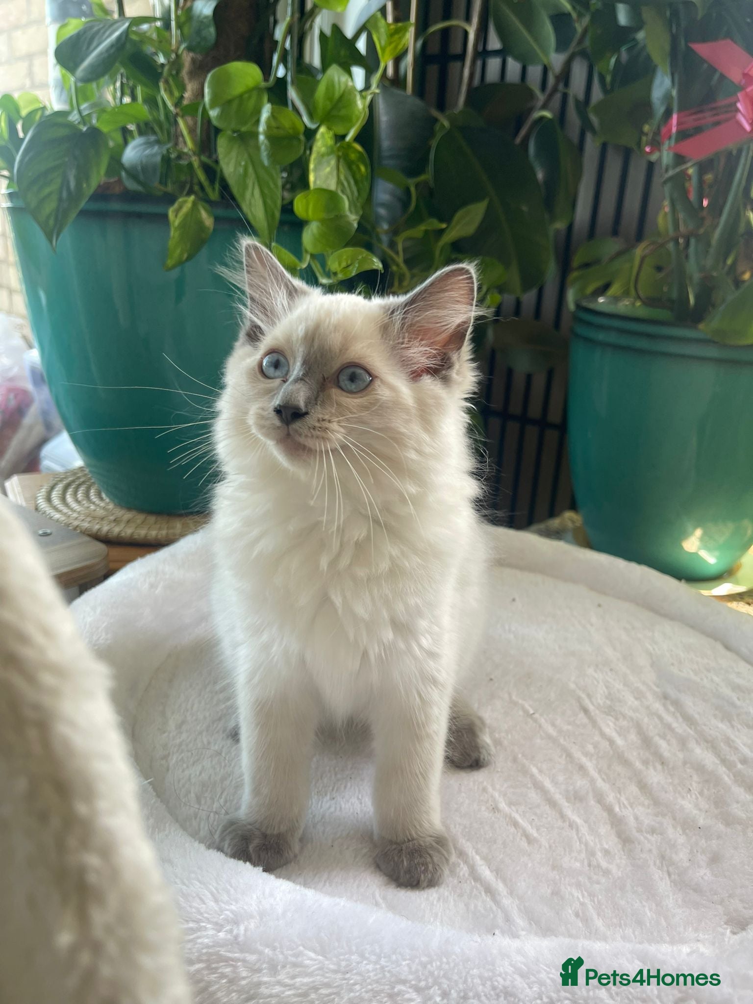 Ragdoll cats 2 Beautiful kittens left GCCF&TICA certified 💕 - Advert 2