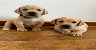 Labrador Retriever dogs - Advert 4