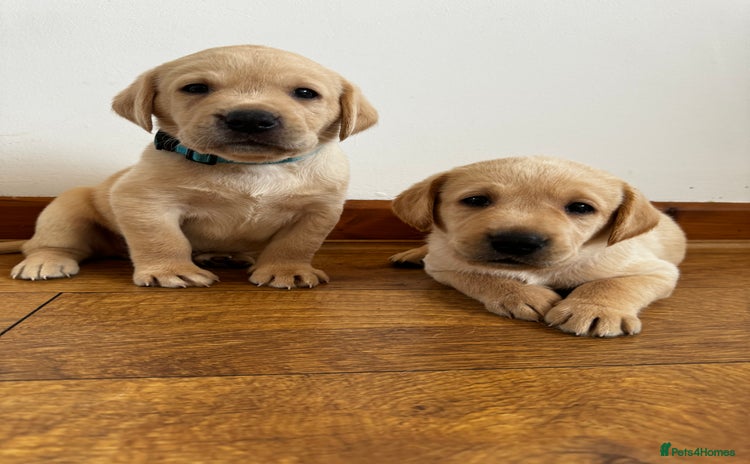 Labrador Retriever dogs - Advert 2