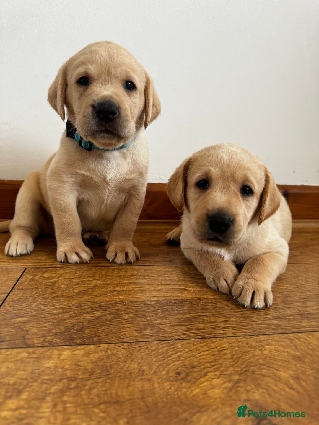 Labrador Retriever dogs for sale: Champion Bloodlines KC Labrador Retriever Puppies - Image 2