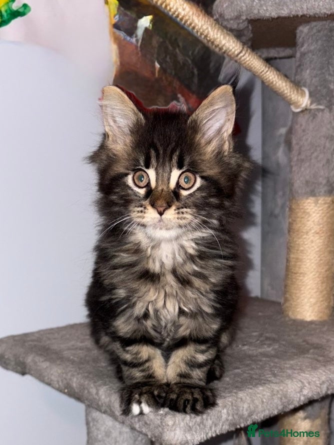 Maine Coon cats 🐾 MAINE COON KITTENS  🐾 - Advert 2