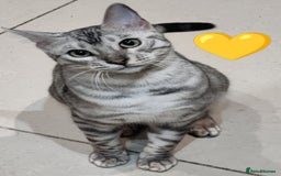 Bengal cats for sale: Only 2 boys left in Saint Helens - Image 1