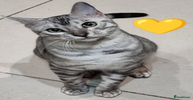 Bengal cats in Saint Helens - Advert 7
