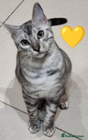 Bengal cats in Saint Helens - Advert 4