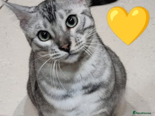 Bengal cats Reduced price only 2 boys left in Saint Helens - Advert 7