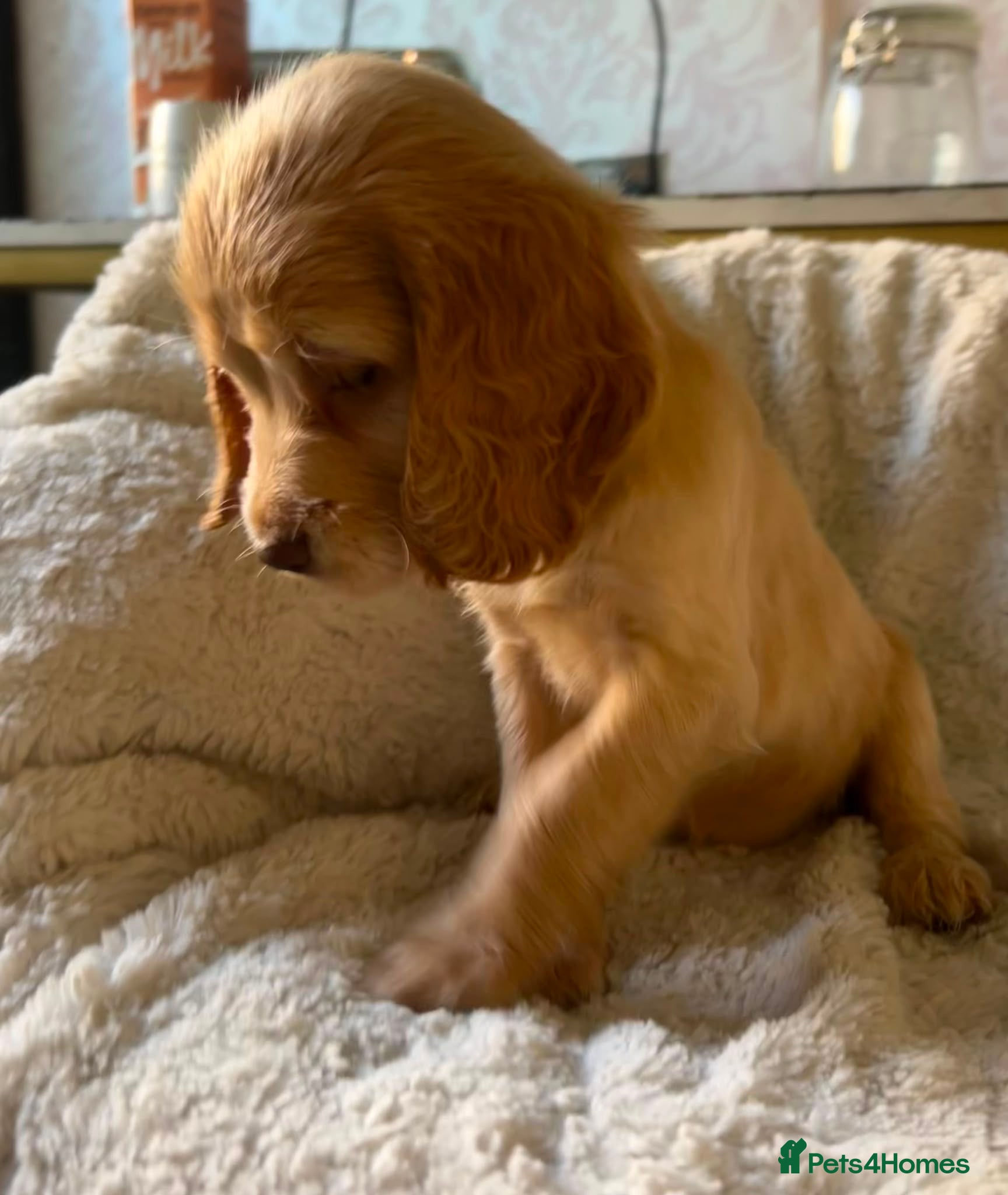 Cocker Spaniel dogs Show type cockerspaniel puppies  - Advert 2