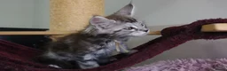 Maine Coon cats for sale: 6 pedigree Mainecoon kittens  - Advert 18
