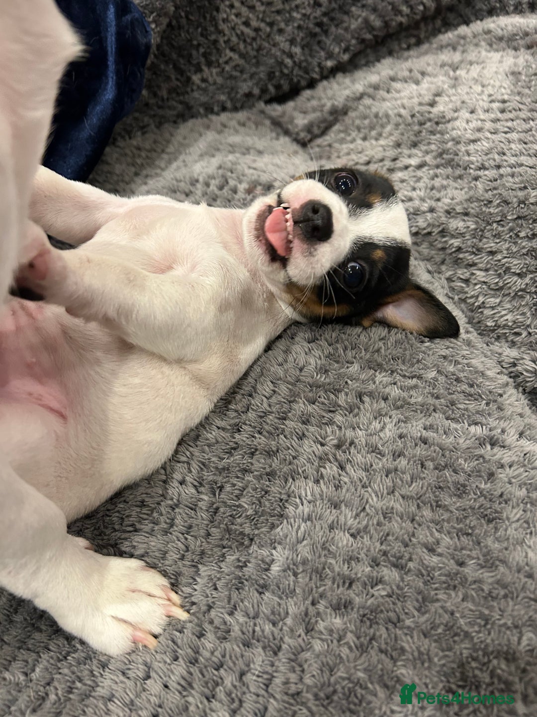 Jack Russell dogs for sale: Beautiful tri coloured female Jack Russell’s  - Advert 8