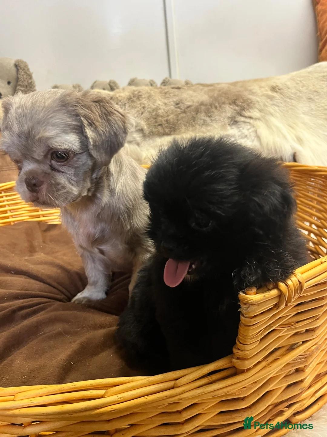 Mixed Breed dogs for sale: Gorgeous fluff ball  - Advert 3