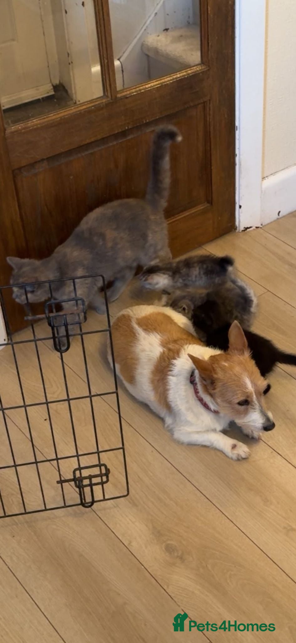 Mixed Breed cats 3 girls left half british short hair - Advert 1