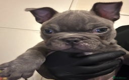 French Bulldog dogs for sale: Testable Choc French Bulldog - Image 4