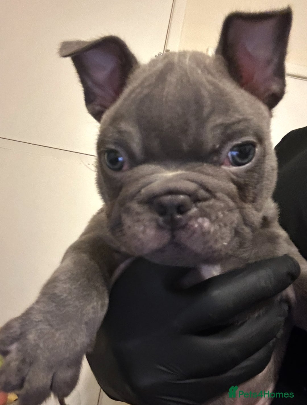 French Bulldog dogs for sale: Testable Choc French Bulldog - Image 4