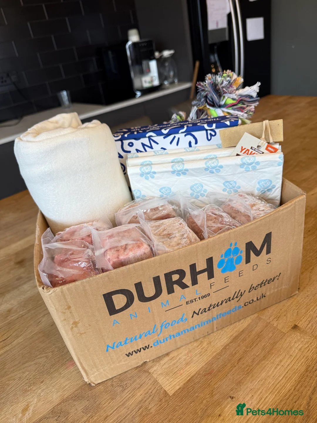 Dobermann dogs for sale: OUTSTANDING FULL EUROPEAN DOBERMAN - Advert 2