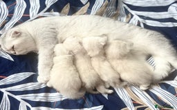 Scottish Fold cats for sale: Lovley Scottish fold and straight kittens. - Image 8