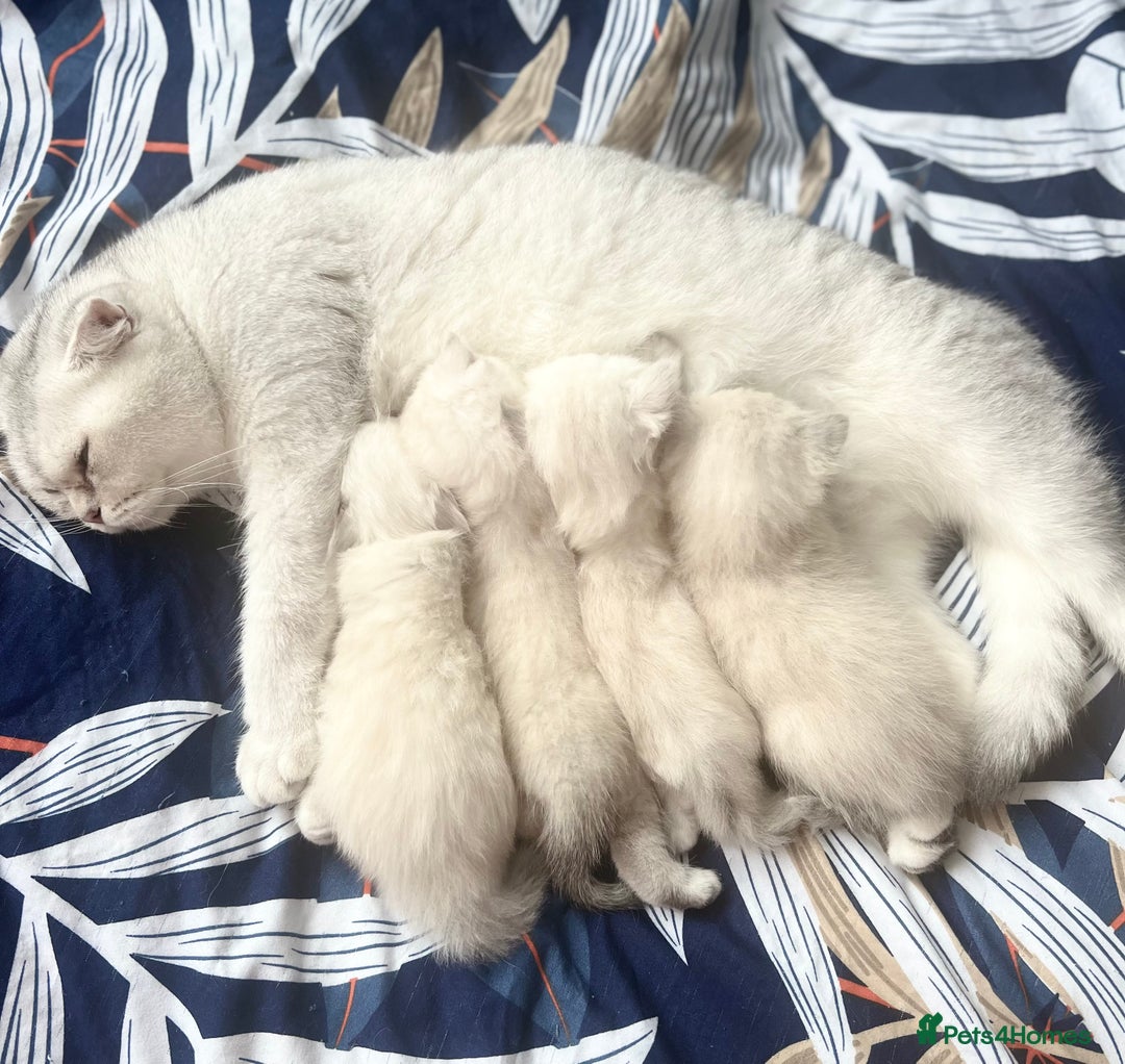 Scottish Fold cats for sale: Lovley Scottish fold and straight kittens. - Image 8