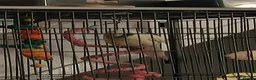 Parakeets birds for sale: Blue and teal parakeet kakariki in Leven - Advert 6