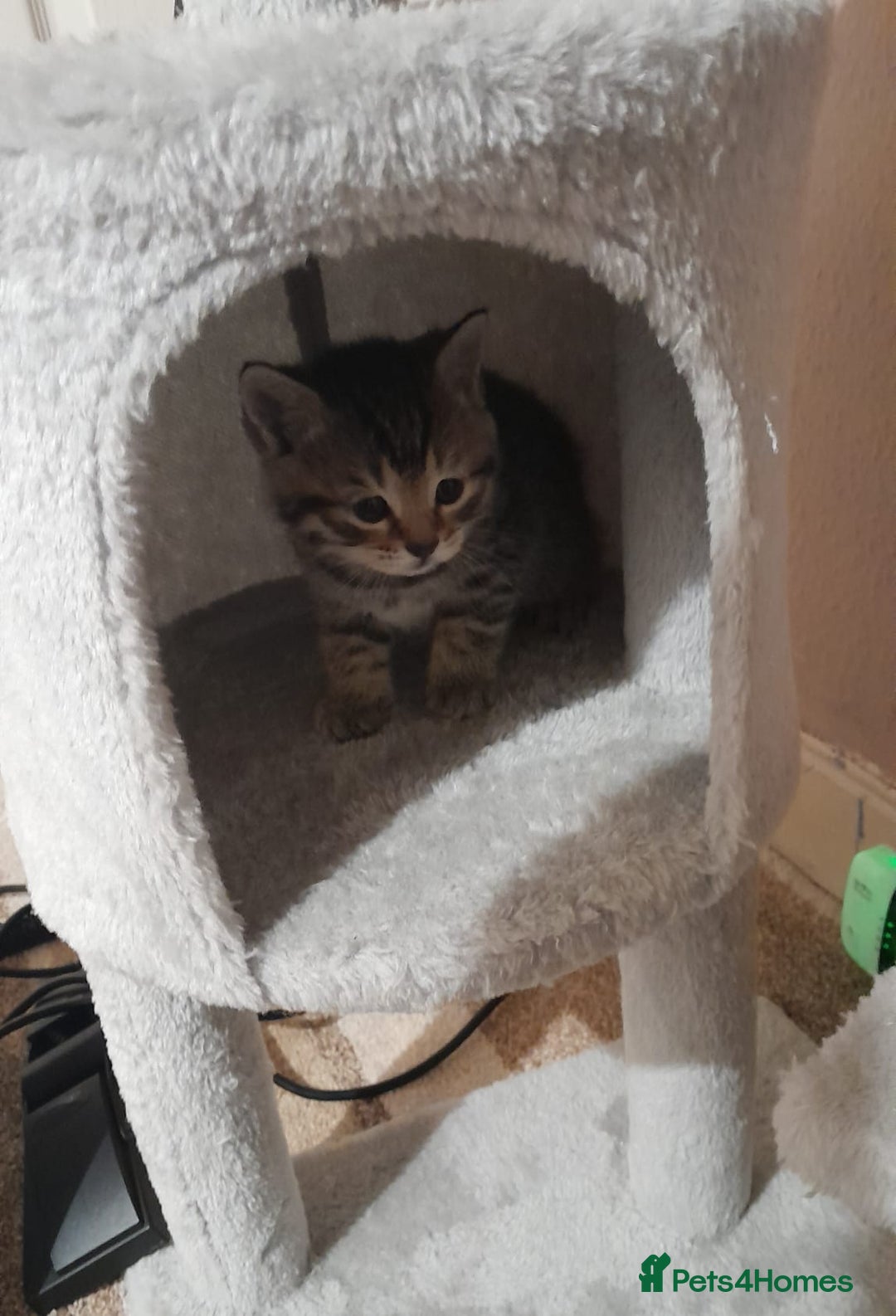 Mixed Breed cats for sale: Gorgeous tabbies/tortie from British shorthair mum - Advert 9