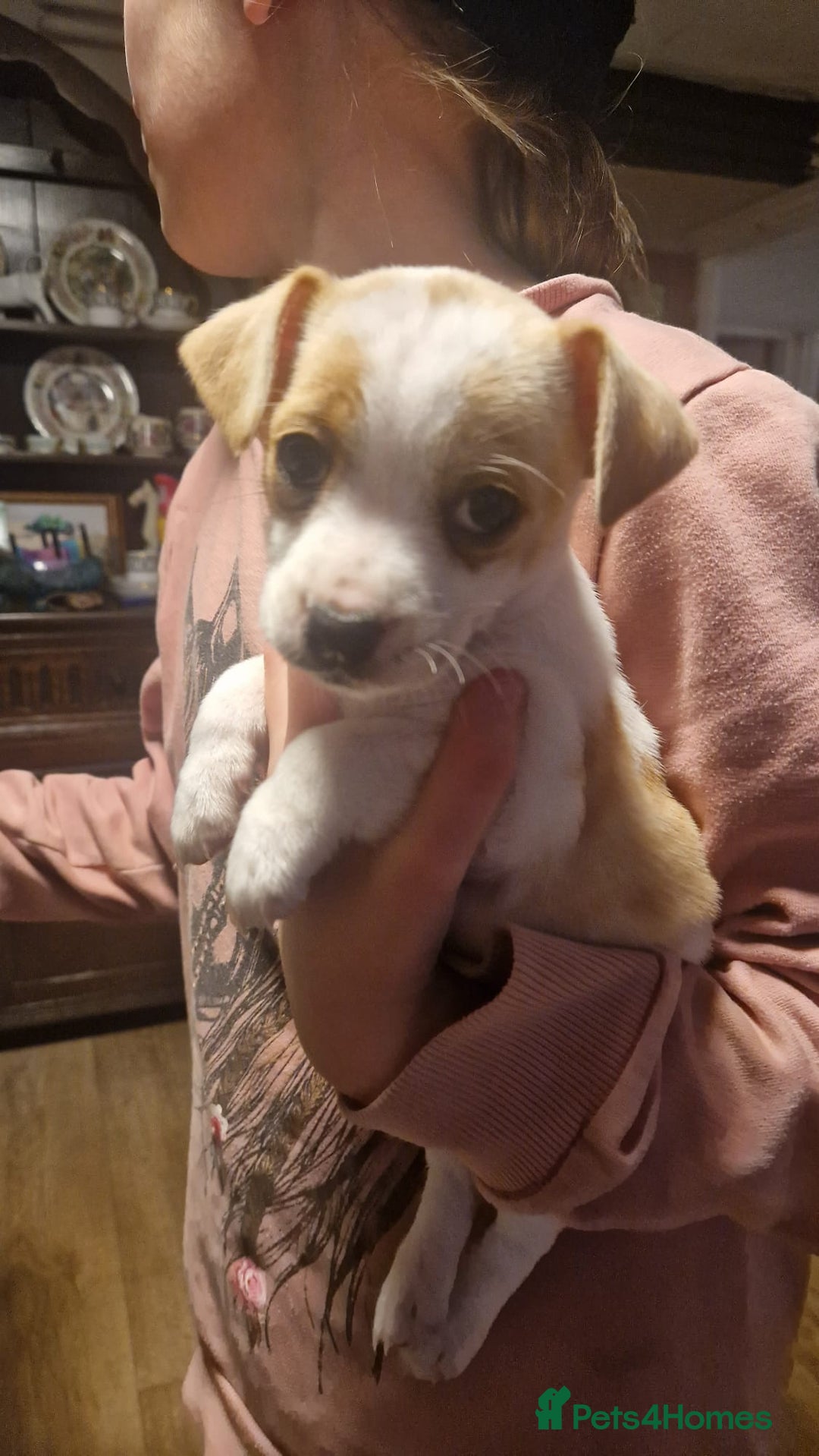 Mixed Breed dogs for sale: Jack Russell x Chihuahua puppies - Image 6