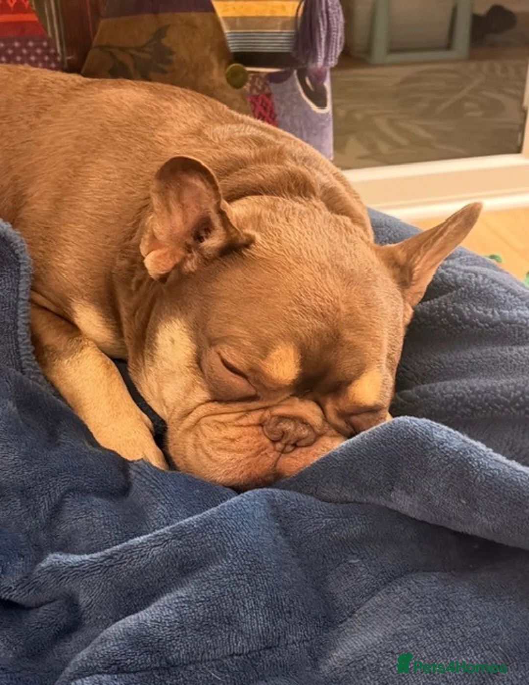 French Bulldog dogs for sale: Frenchie for adoption/not for sale - Advert 2