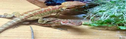 Bearded Dragon reptiles for sale: Stunning baby bearded dragons £100 ONO  - Advert 4