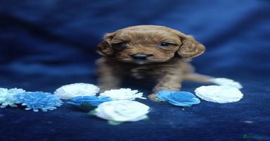Cavapoo dogs - Advert 13