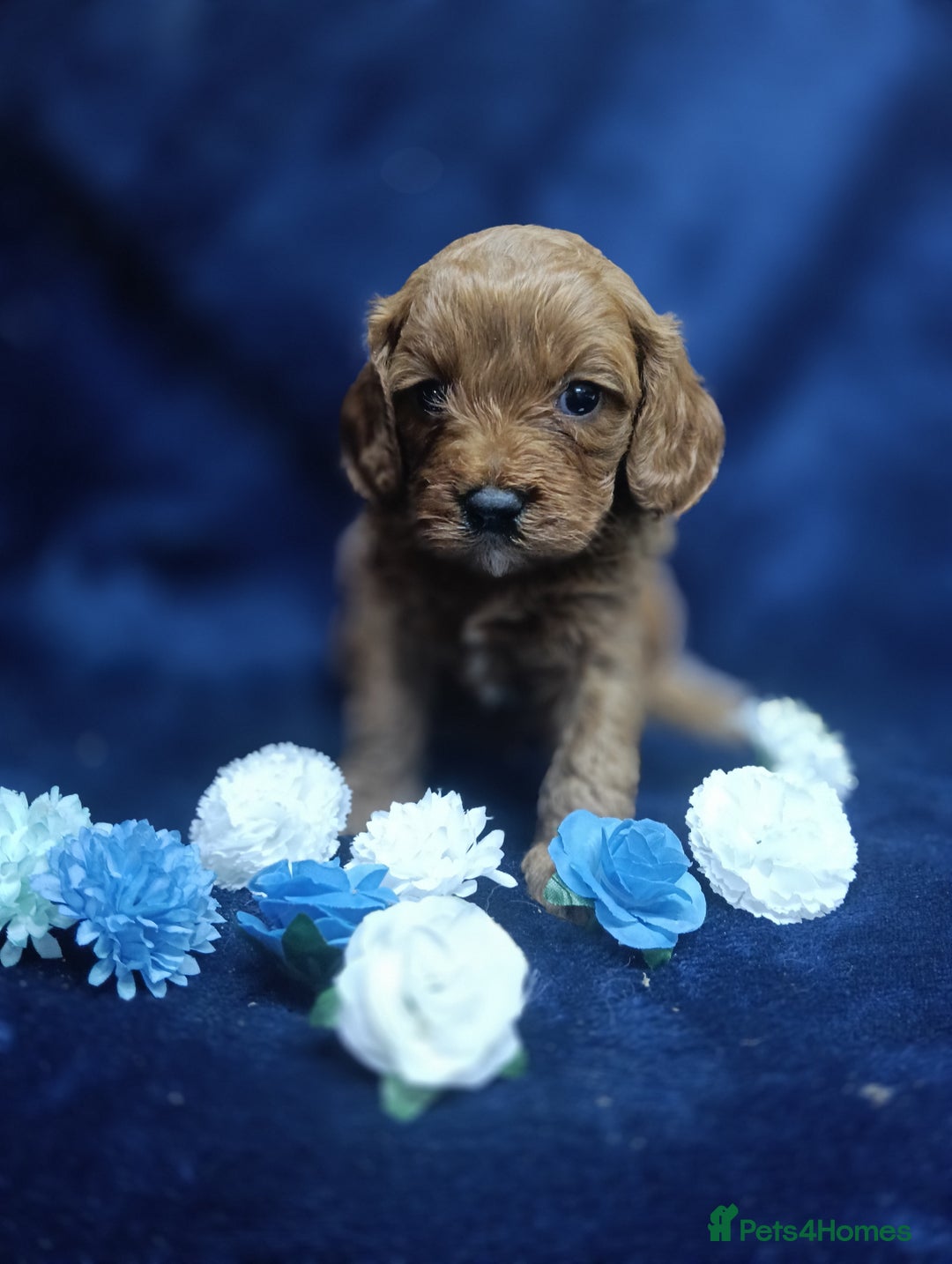 Cavapoo dogs for sale: Stunning F1 Quality Cavapoo Puppies. Dad Tested.  - Image 3