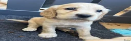 Cocker Spaniel dogs for sale: Beautiful litter of cocker spaniels  - Advert 2
