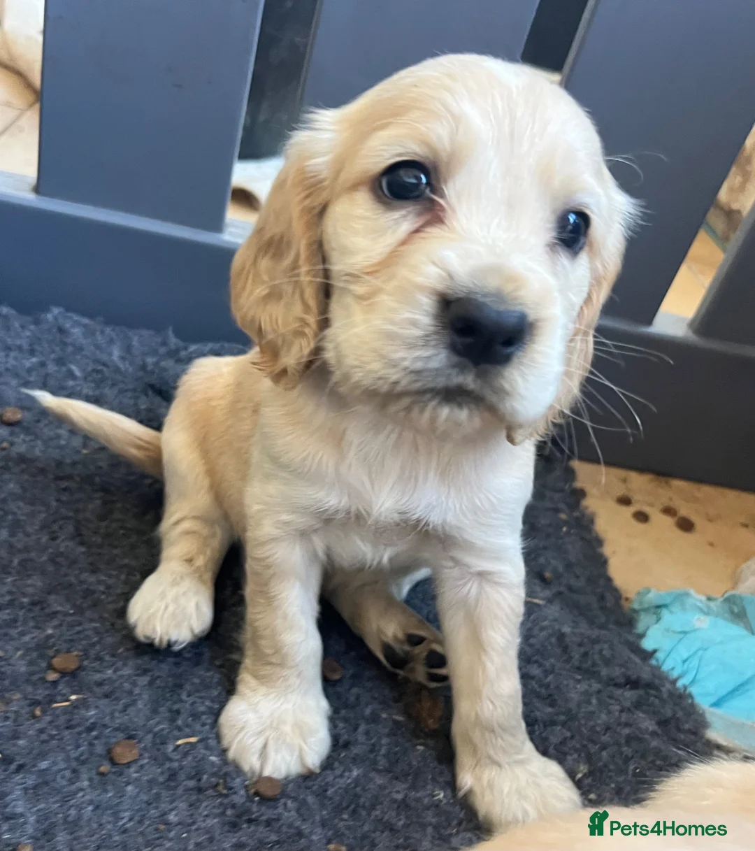 Cocker Spaniel dogs for sale: Beautiful litter of cocker spaniels  - Advert 2