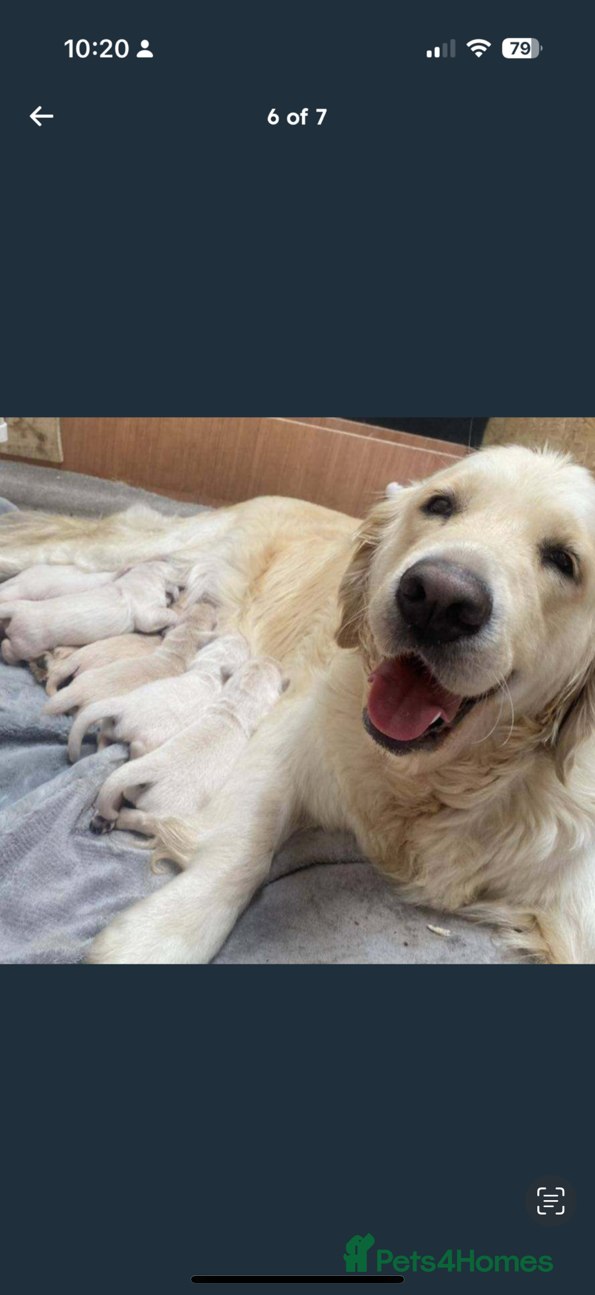 Golden Retriever dogs Golden retriever  - Advert 1