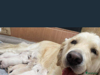 Golden Retriever dogs Golden retriever - Advert 1