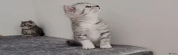 British Shorthair cats for sale: 🏆 Pedigree Silver British Shorthair Kittens 🏆 - Advert 19