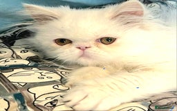 Persian cats for sale: Snow persian kitten  boy - Image 17