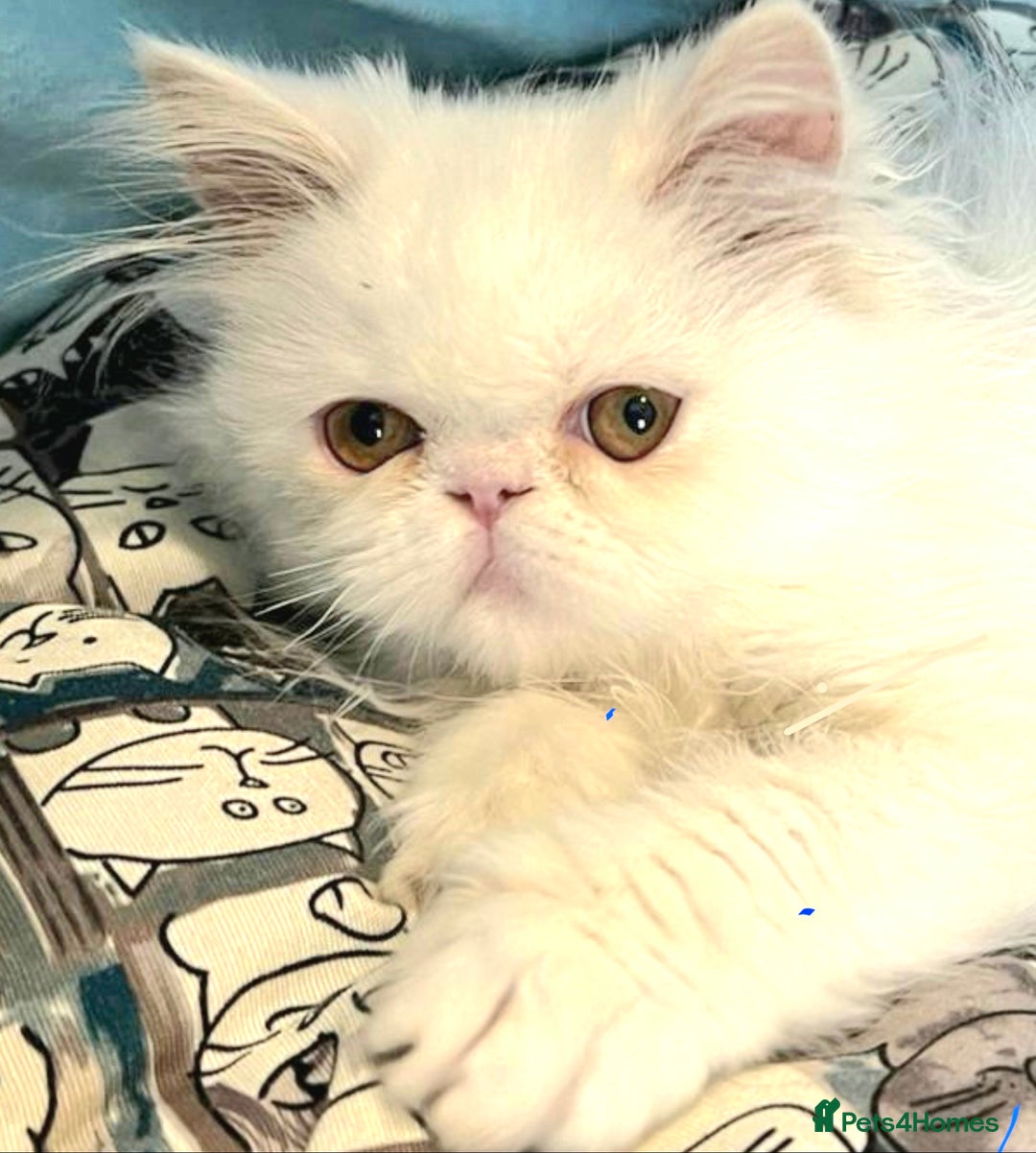 Persian cats for sale: Snow persian kitten  boy - Image 17
