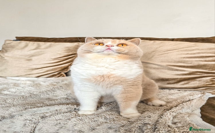 British Shorthair cats - Advert 12