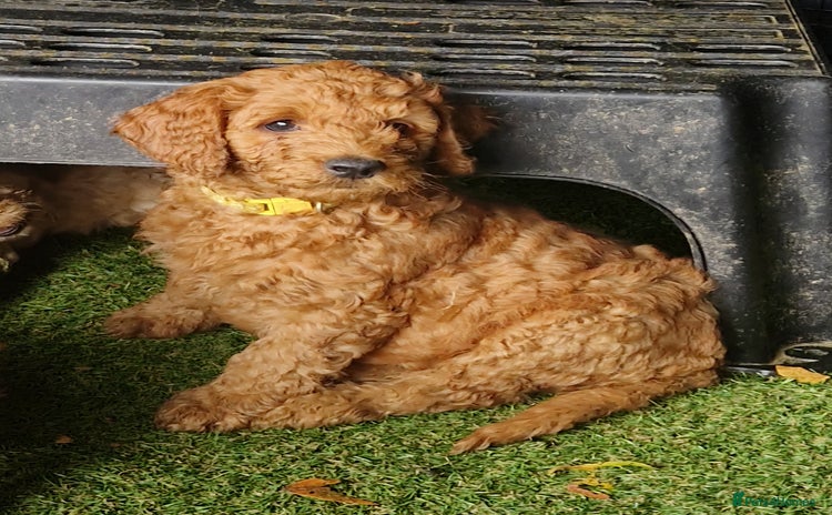 Goldendoodle dogs - Advert 2