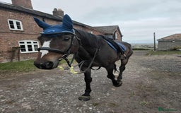 English Thoroughbred horses for sale: Sweet horse looking for solo home - Image 4