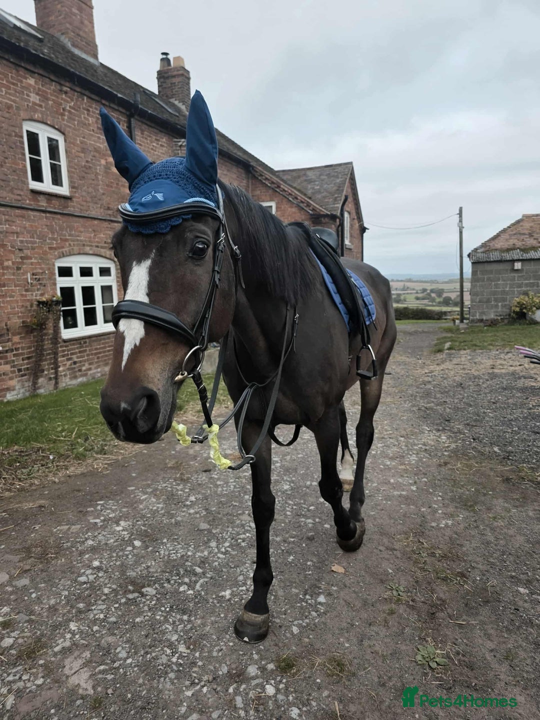 English Thoroughbred horses for sale: Sweet horse looking for solo home - Image 4