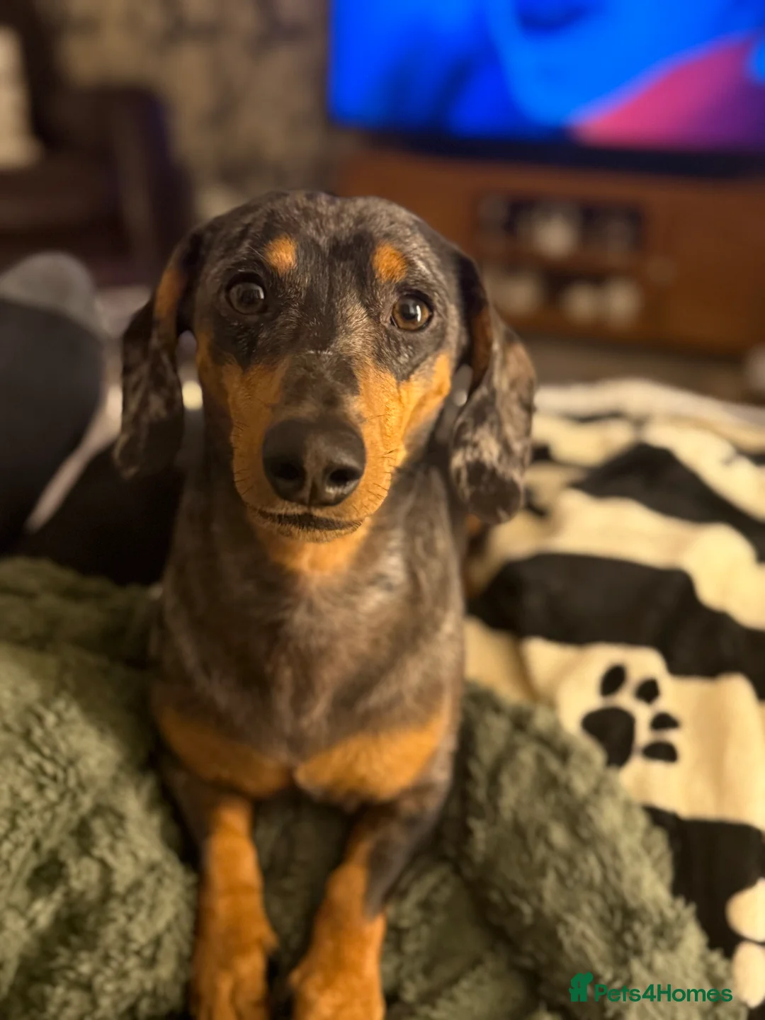 Miniature Dachshund dogs for sale: Miniature Dachshund  - Advert 1